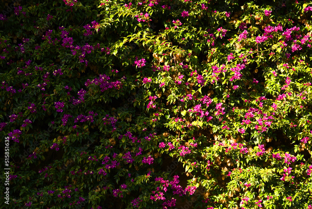 Floral background. Floral background. Pink and red flower background, texture. Decoration of multi-colored flowers on the wall of the city park. Bunches of different varieties of colourful flowers.