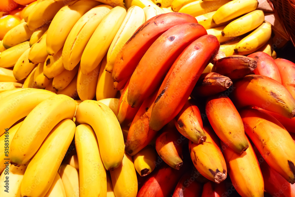 The standard yellow and the more exotic red bananas in bunches on a farmers market stall on Tenerife, Canary Islands, Spain.