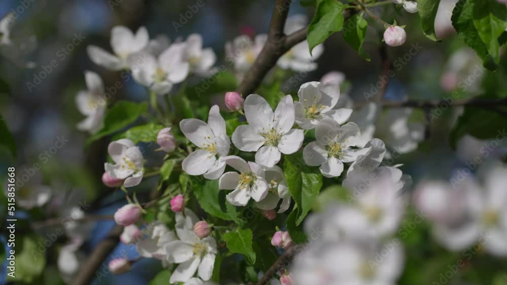 Sprig of white and pink flowers blooms on an apple tree against a blue sky, close-up. Flowering tree in orchard. Blossoming branch swaying in the wind on tree in spring time Sprig of white and pink flowers blooms on an apple tree against a blue sky, close-up. Flowering tree in orchard. Blossoming branch swaying in the wind on tree in spring time