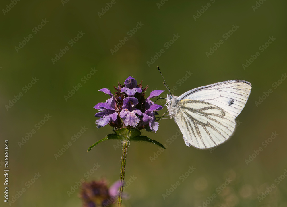 Kohlweisling, Schmetterling in Wiese an Blüte Kohlweisling, Schmetterling in Wiese an Blüte