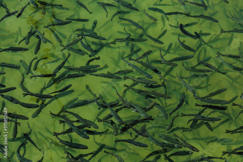 Closeup of school of juvenile fish in the freshwater