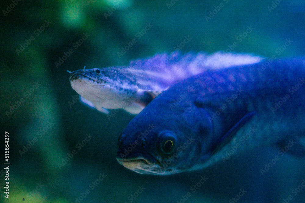 Sea fish of purple color, swims in the aquarium
Sea fish of purple color, swims in the aquarium