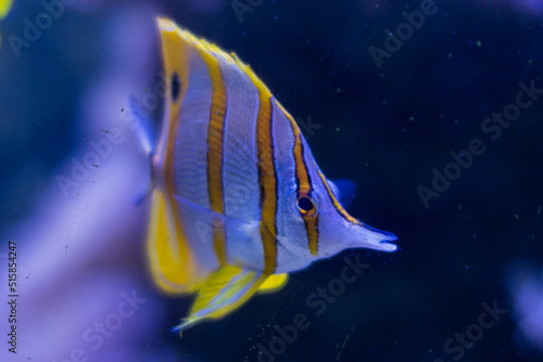  Sea fish of purple color, swims in the aquarium