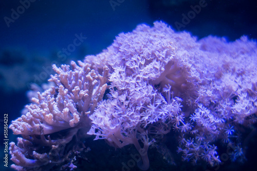 Sea corals in the aquarium