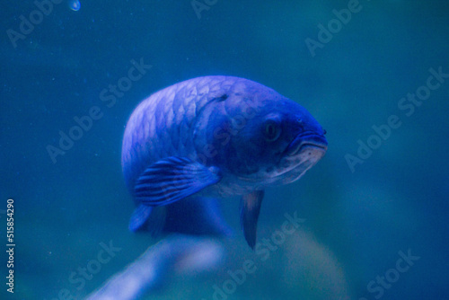  Sea fish of purple color  swims in the aquarium