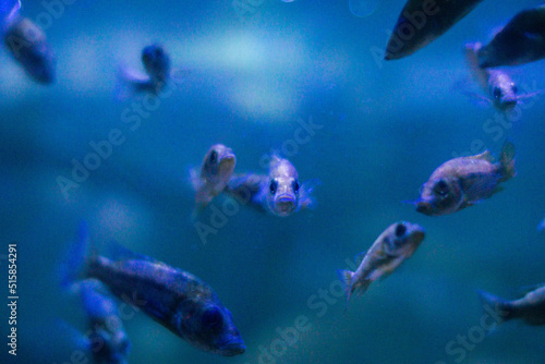 
Sea fish of purple color, swims in the aquarium