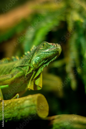  Lizard sitting on a branch, indoor photo