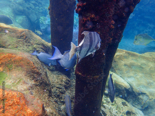 An underwater photo Surgeon and Spade fish photo