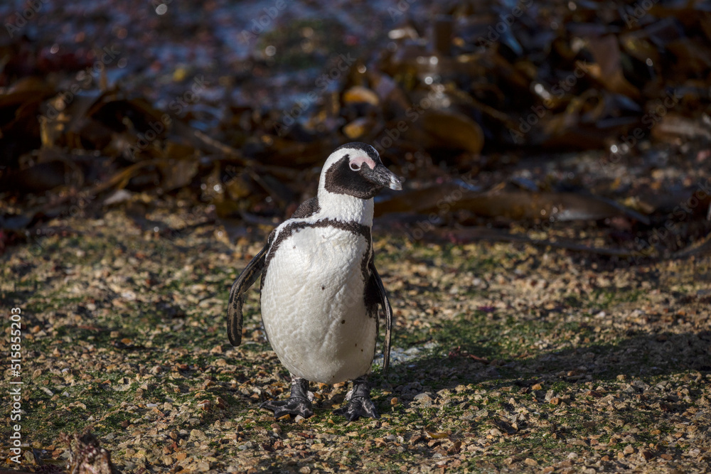 Fototapeta premium Jackass penguin living and walking in Betty's Bay in South Africa, a place located on the coastline of the Fynbos coast, a place where many marine animals live wild and free.