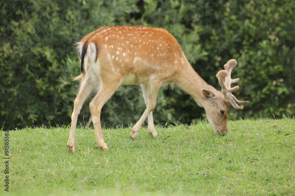Antilopes Antilopes