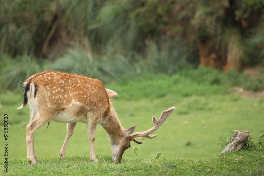 Antilopes