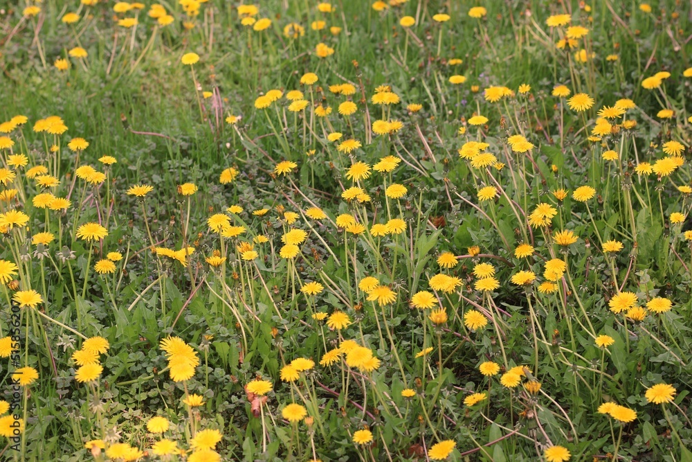 Fototapeta premium field of dandelions