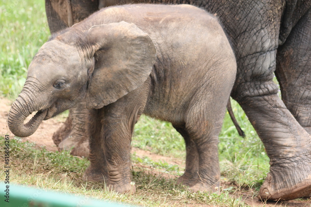 Fototapeta premium elefantes y sus crias