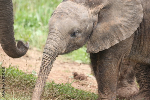 elefantes y sus crias