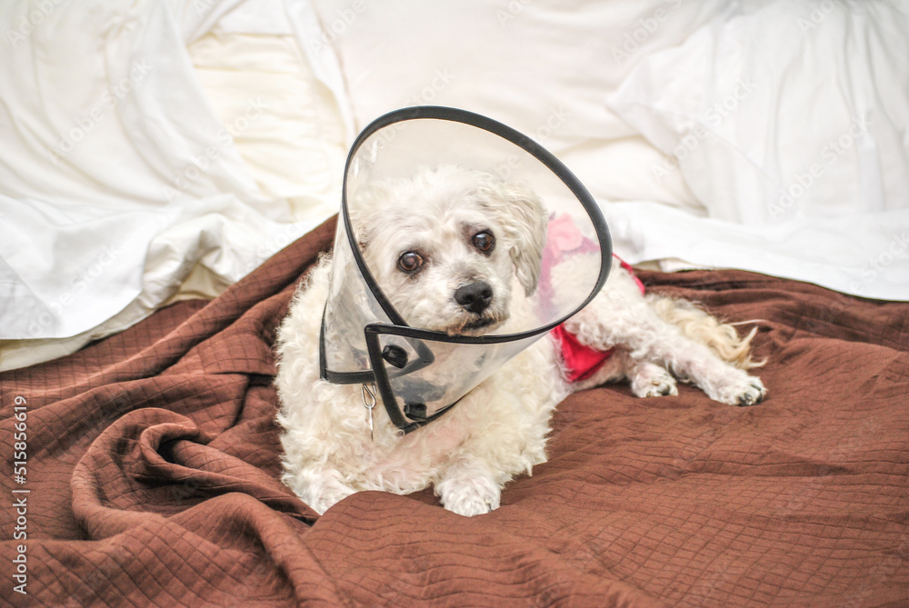 Bichon Frise Laying on a Comfortable Bed After Surgery with a Recovery Collar Bichon Frise Laying on a Comfortable Bed After Surgery with a Recovery Collar