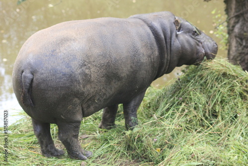 hipopótamo © RaldaPhoto