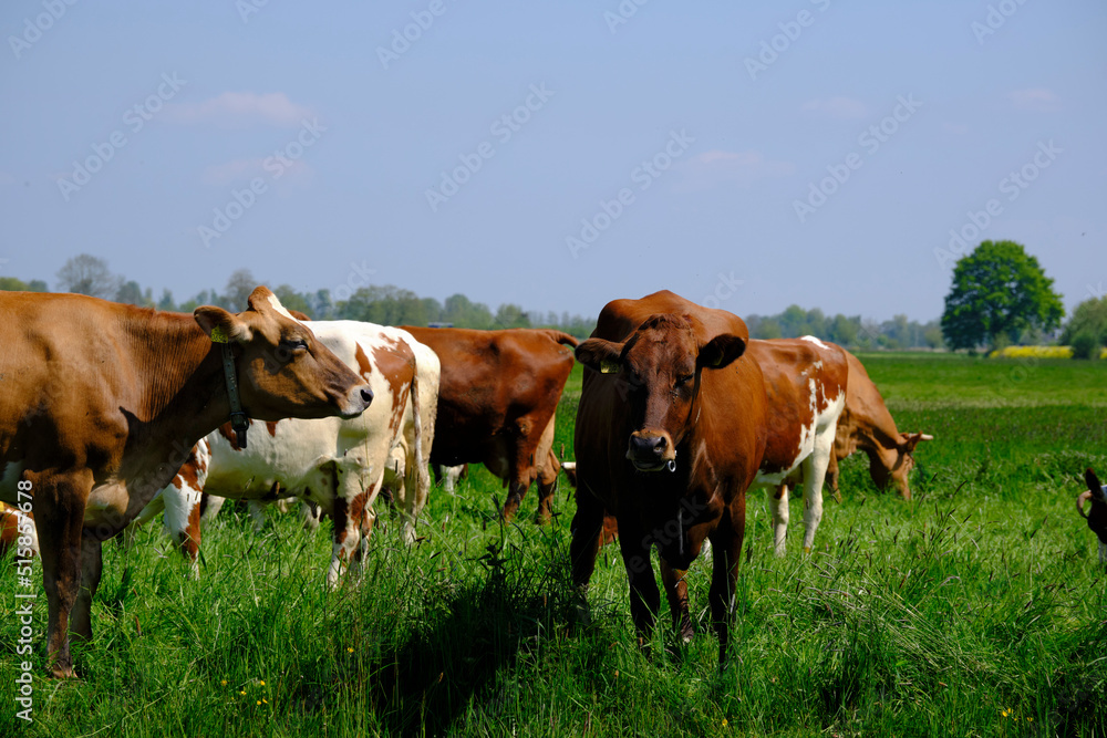 red and white cows in green grassy dutch meadow in the netherlands under blue sky with white clouds red and white cows in green grassy dutch meadow in the netherlands under blue sky with white clouds