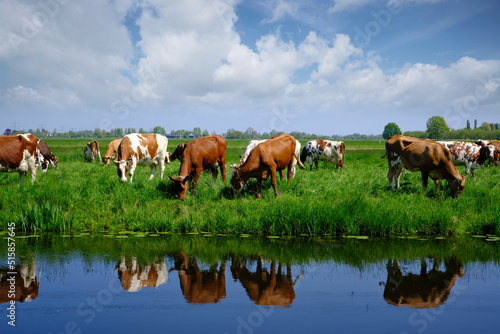 red and white cows in green grassy dutch meadow in the netherlands under blue sky with white clouds © Tjeerd