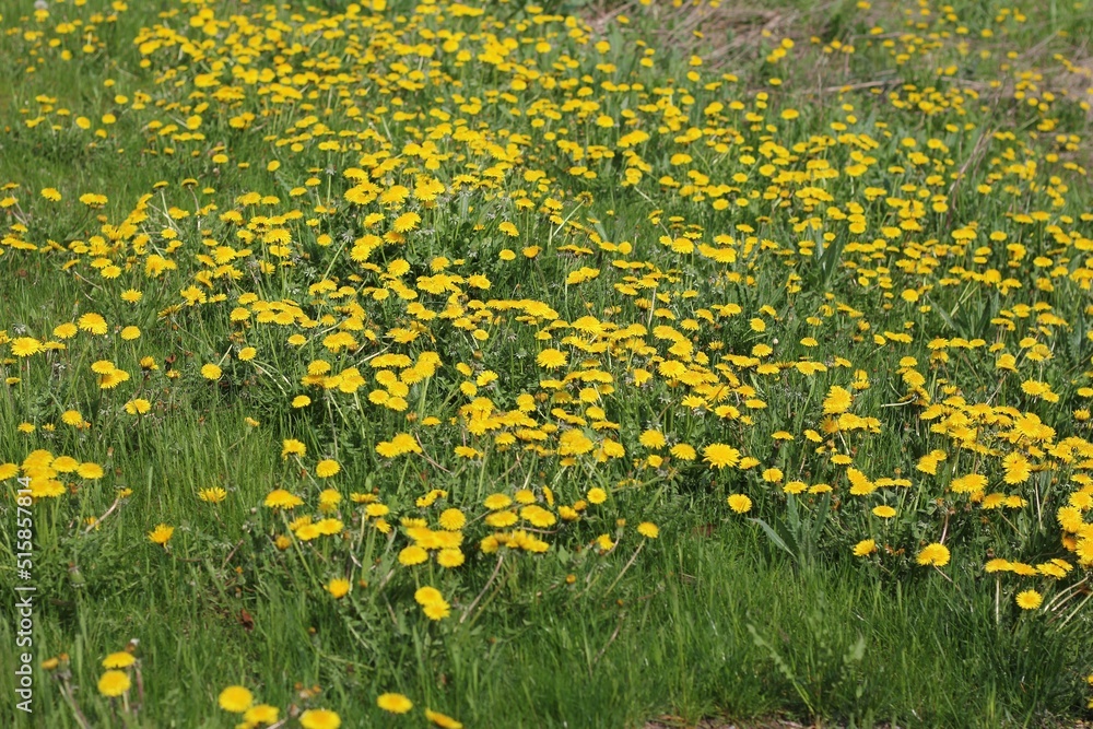 Obraz premium field of dandelions