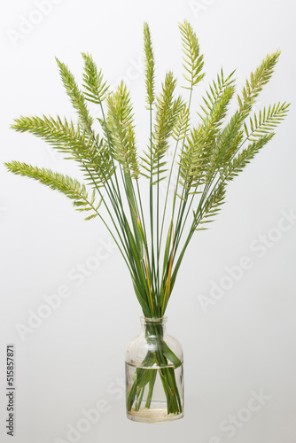 Agropyron cristatum (crested wheat grass or fairway crested wheat grass) in a glass vessel on a white background photo