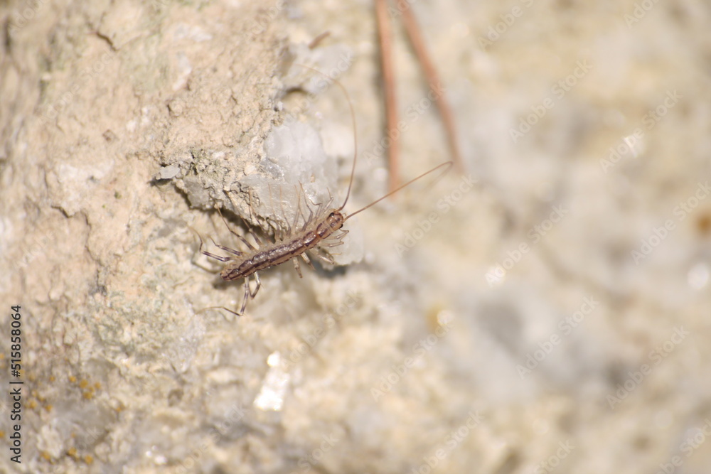 Todo tipo de insectos, babosas y trilobites Todo tipo de insectos, babosas y trilobites