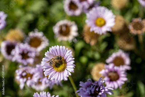 A honey bee on a purple Aster flower in bloom.