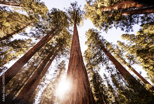 Trees in Sequoia National Park, California 