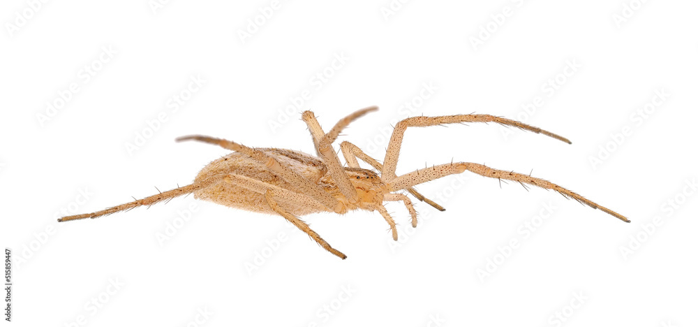 Slender crab spider isolated on white background, Tibellus oblongus