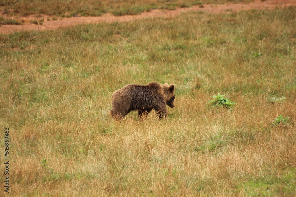 oso pardo oso pardo