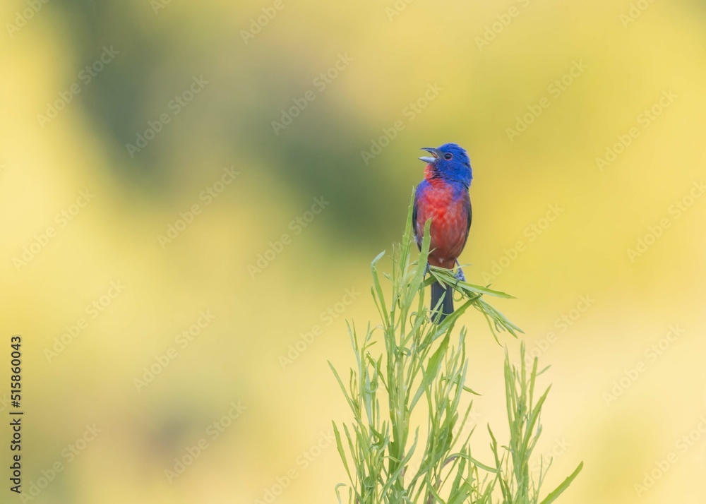 Obraz premium Painted bunting