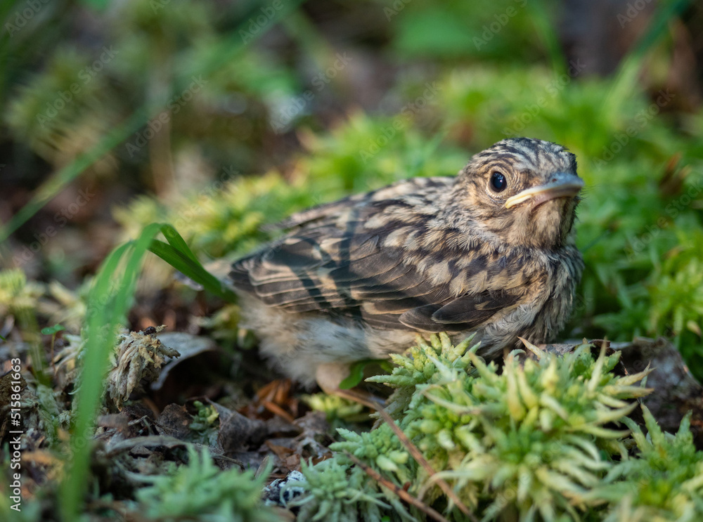Bird chick on moss in the forest Bird chick on moss in the forest