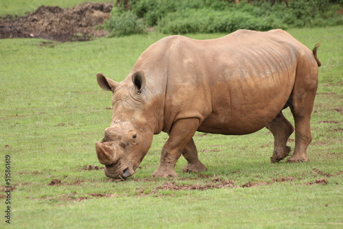 patas  cuernos y rinocerontes 