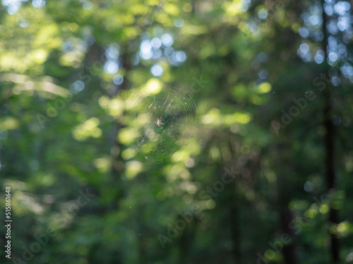 Spider web in the forest on the branches of a tree on a sunny day