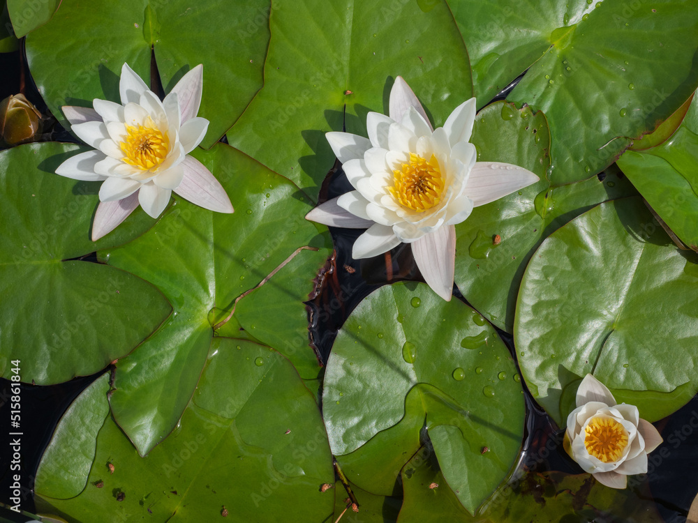 OLYWhite water lilies with big green leaves on the surface of a lake in Karelia, northwest Russia.
Flowers of white water lilies on the lake in summer.MPUS DIGITAL CAMERA OLYWhite water lilies with big green leaves on the surface of a lake in Karelia, northwest Russia.
Flowers of white water lilies on the lake in summer.MPUS DIGITAL CAMERA