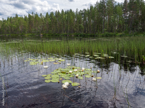 OLYWhite water lilies with big green leaves on the surface of a lake in Karelia, northwest Russia.
Flowers of white water lilies on the lake in summer.MPUS DIGITAL CAMERA photo