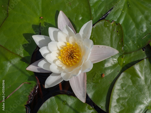 OLYWhite water lilies with big green leaves on the surface of a lake in Karelia, northwest Russia.
Flowers of white water lilies on the lake in summer.MPUS DIGITAL CAMERA photo