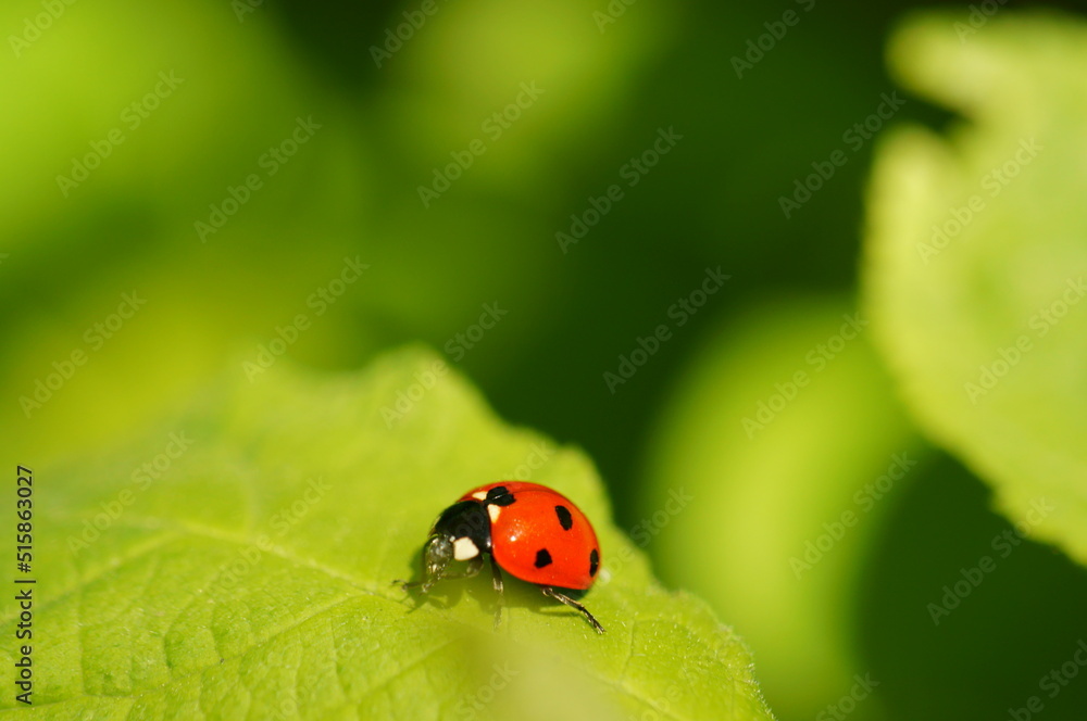 A close-up photo of a ladybug. Macrophotographs of insects. A close-up photo of a ladybug. Macrophotographs of insects.