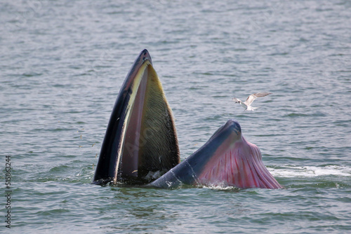 Bryde’s whale forage small fish in the gulf of Thailand