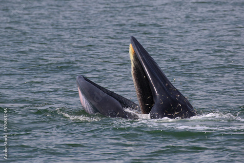 Bryde’s whale forage small fish in the gulf of Thailand © Passakorn
