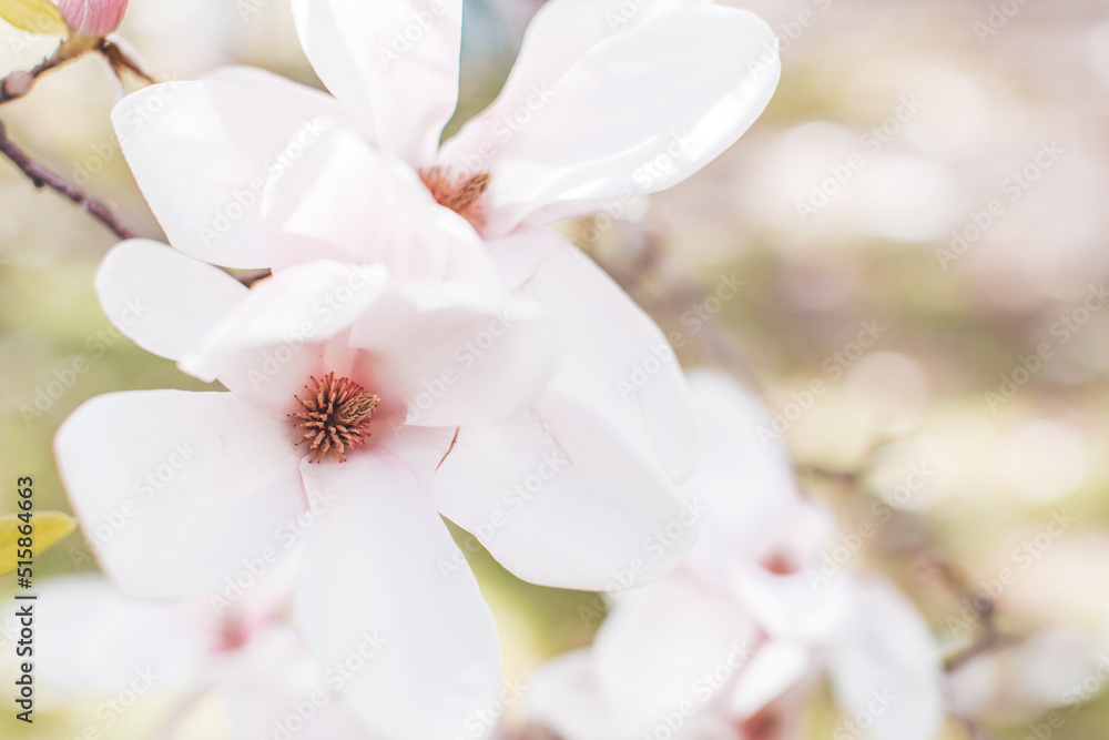 Spring flowering magnolia tree in close plan Spring flowering magnolia tree in close plan