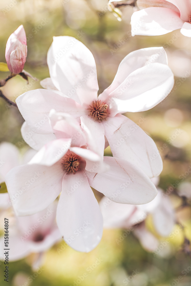 Spring flowering magnolia tree in close plan Spring flowering magnolia tree in close plan