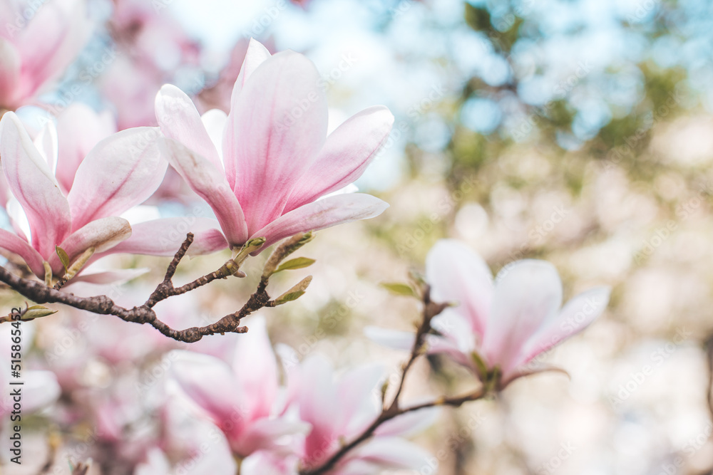 Spring flowering magnolia tree in close plan Spring flowering magnolia tree in close plan