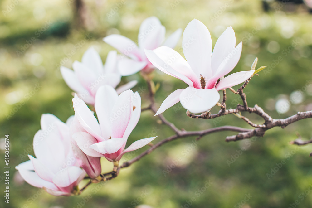 Obraz premium Spring flowering magnolia tree in close plan