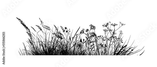 Valokuva Background grass natural silhouette. Vector illustration