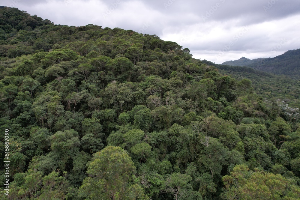 Obraz premium trees in the mountains