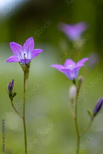 Glockenblumen auf den Bergwiesen des Riesengebirges