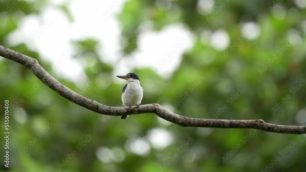 Collared Kingfisher Perching and Grooming with Bokeh Green Nature Background Collared Kingfisher Perching and Grooming with Bokeh Green Nature Background