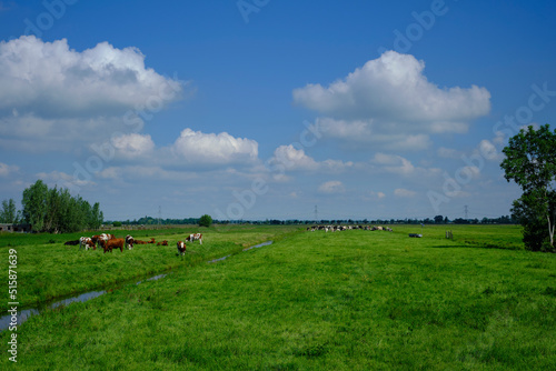 large amount of spotted cows in spring meadow under cloudy sky in the netherlands