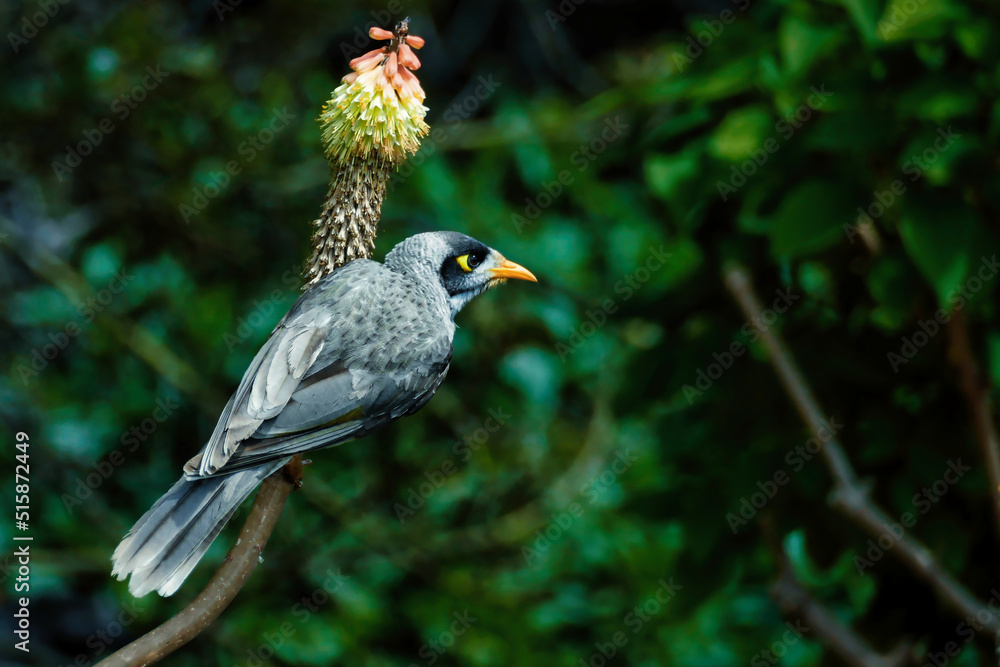 Obraz premium Australian Noisy Miner sitting on a native blooming flower