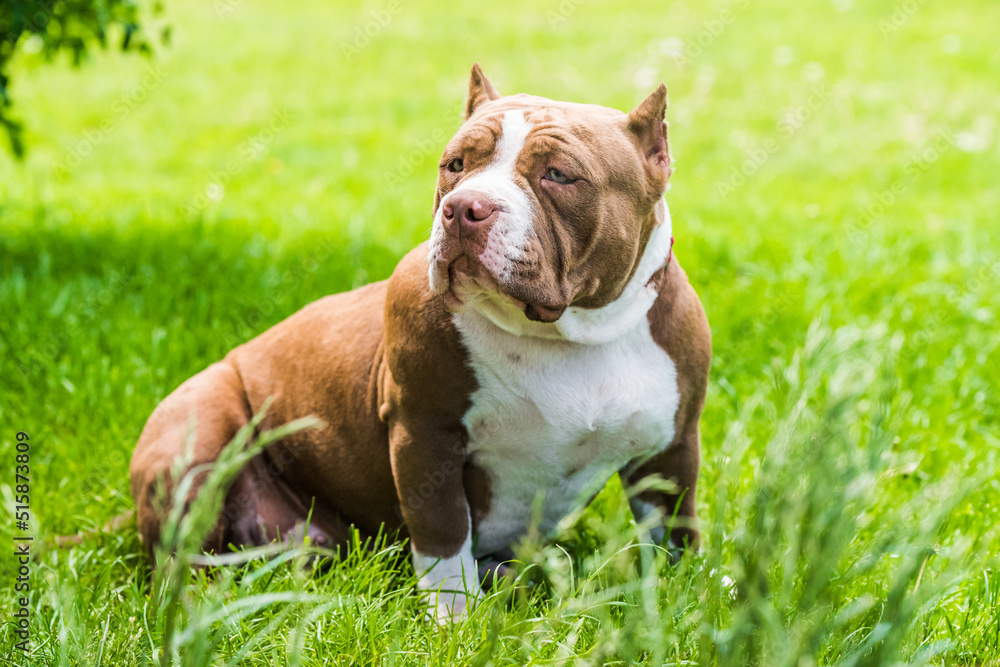 Chocolate color American Bully puppy dog is on green grass